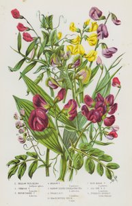 Plantes à fleurs de Grande-Bretagne : Gesse jaune, Gesse cramoisie, Gesse à gousses rugueuses, Gesse des prés, Pois vivace à feuilles étroites, Pois vivace à feuilles larges, Vesce amère noire, Gesse des marais bleue, Pois vivace du bord de mer