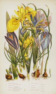 Plantes à fleurs de Grande-Bretagne : Iris des marais, Iris fétide, Trichonema de Columna, Crocus printanier pourpre, Petit crocus printanier, Crocus doré, Crocus safran, Crocus à fleurs nues