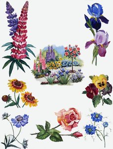 Fleurs - English School
