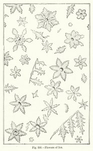 Fleurs de glace (gravure) - English School