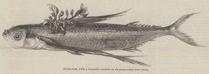 Poisson volant, avec une croissance parasitaire sur son dos (gravure)