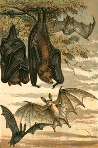 Renard volant, chauve-souris vampire, chauve-souris commune et vampire spectre