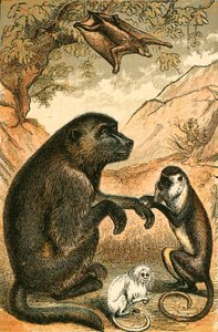 Lémur volant, Babouin, Singe Diane et Ouistiti - English School