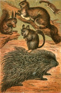Écureuils volants, Écureuil commun, Chinchilla et Porc-épic - English School