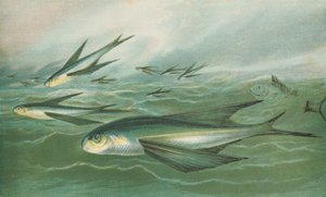 Poissons volants - English School