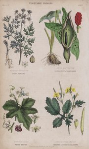 Persil de fou; Cuckoo Pint ou Wake Robin; Bryone blanche; Grande ou commune chélidoine - English School