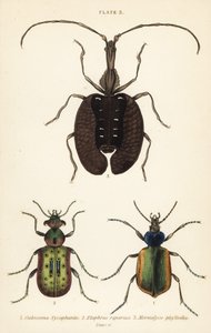 Chasseur de chenilles forestières, Calosoma sycophanta 1, carabe, Elaphrus riparius 2, et coléoptère violon, Mormolyce phyllodes 3