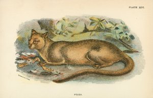 Fossa - English School