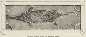 Fossile trouvé dans les carrières de Lias, près de Glastonbury, Somerset - English School
