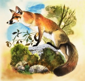 Renard - English School