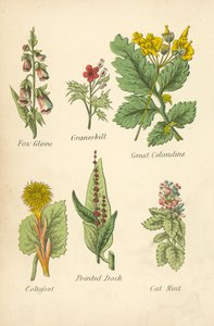Digitale, Géranium, Grande Chélidoine, Tussilage, Patience Pointue, Menthe des Chats - English School