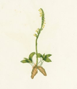 Spiranthe odorante, Neottia Spiralis - English School
