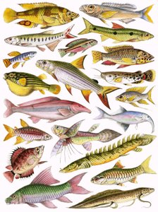 Poissons d
