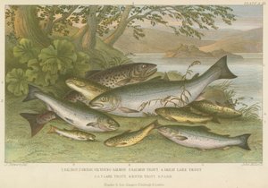 Poissons d