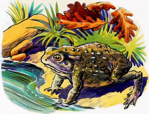 Grenouille - English School