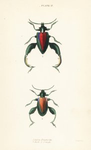 Scarabée grenouille, scarabée à pattes de grenouille ou scarabée kangourou, Sagra buqueti, mâle 1, femelle 2 - English School