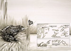 Grenouille attrapant un papillon, incluant le cycle de vie de la grenouille - English School