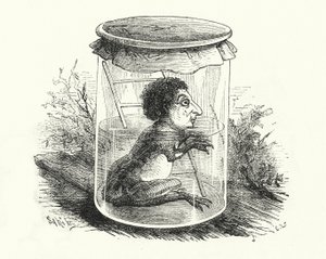 Grenouille dans un bocal - English School