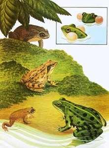 Grenouilles et crapauds