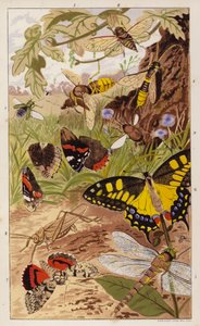 Frontispice pour Insects at Home de J G Wood