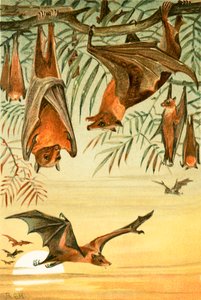 Chauves-souris frugivores - English School