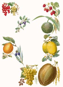 Fruits