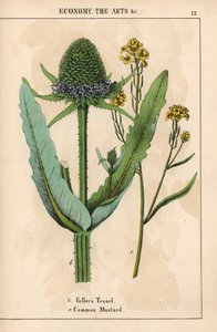 Cardère à foulon ou chardon et moutarde commune avec fleurs jaunes, de 