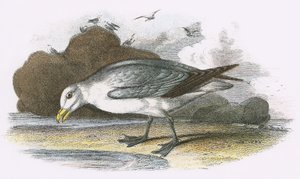 Fulmar - English School