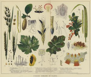 Maladies fongiques des plantes - English School