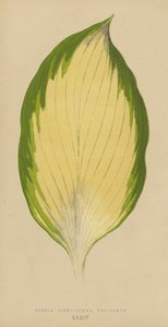 Funkia Sieboldiana Variegata - English School