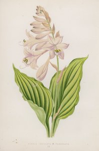 Funkia Undulata; B Variegata - English School