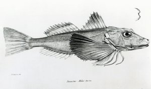 Galapagos Gurnard, planche 6 de 