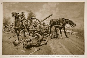 Gallipoli : Chevaux sauvés par les fusiliers de Munster d