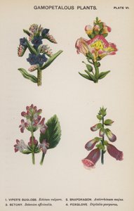 Plantes Gamopétales (lithographie en couleur) - English School