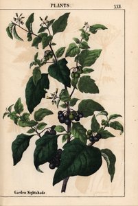 Morelle noire ou de jardin avec des baies noires Solanum nigrum, de 