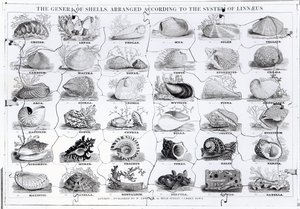 Genres de coquillages puzzle, pub. par W. Edwards - English School