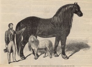 Général Washington, le cheval mammouth - English School