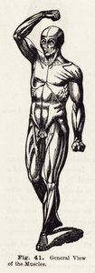 Vue générale des muscles - English School