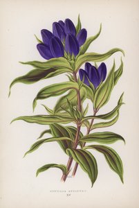 Gentiana Andrewsii - English School