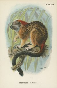 Le Tamarin de Geoffroy - English School