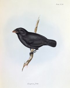 Geospiza Fortis, illustration de La Zoologie du Voyage du H.M.S. Beagle, 1832-36, par Charles Darwin (1809-92), 1840 - English School