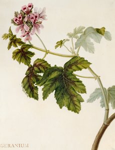 Géranium - English School
