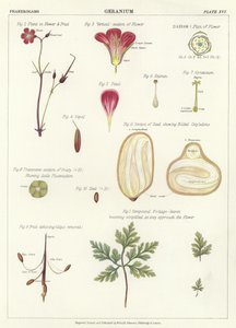 Géranium