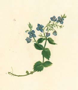 Véronique petit-chêne, Veronica Chamaedrys - English School