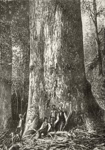 Géant Eucalyptus, c.1880, de 