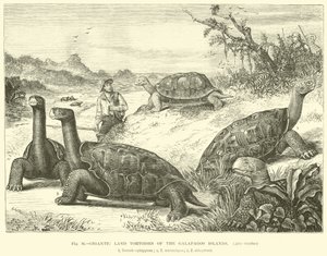 Tortues terrestres géantes des îles Galápagos