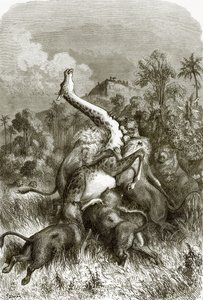 Girafe et lions - English School