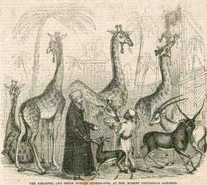 Girafes et leurs gardiens nubiens aux Surrey Zoological Gardens, Londres - English School
