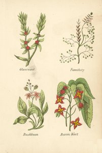 Salicorne, Fumeterre, Trèfle d