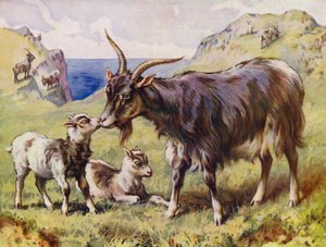 Chèvre et chevreaux